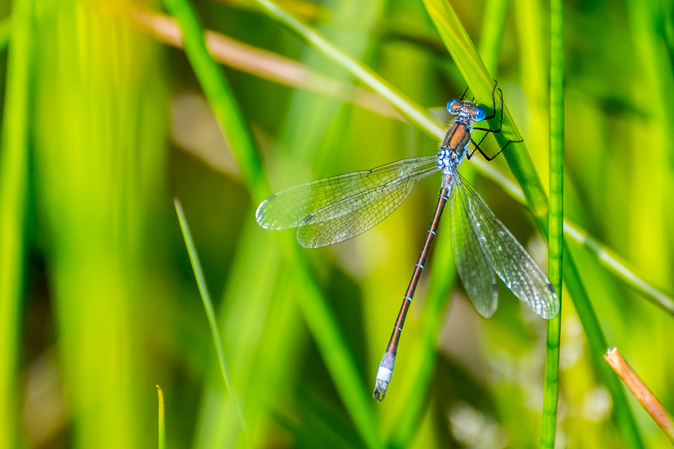 Emerald spreadwing