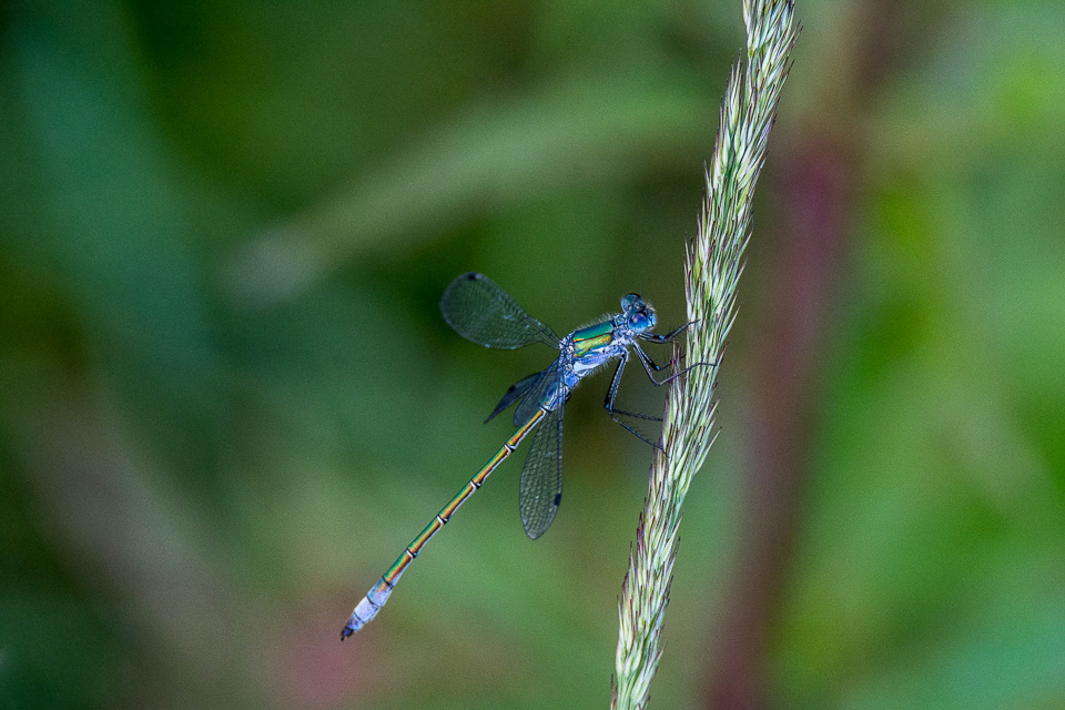 Emerald spreadwing