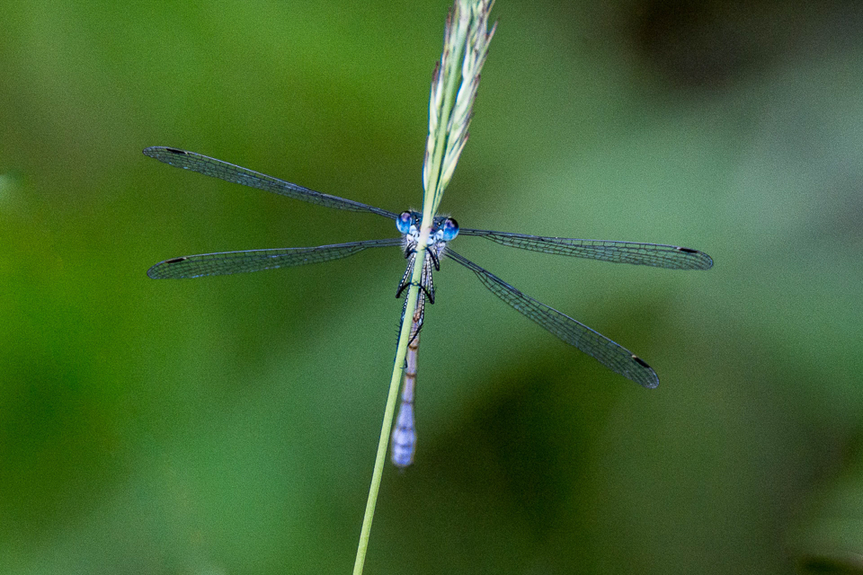 Emerald spreadwing