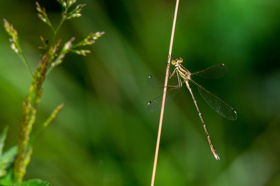 Migrant spreadwing