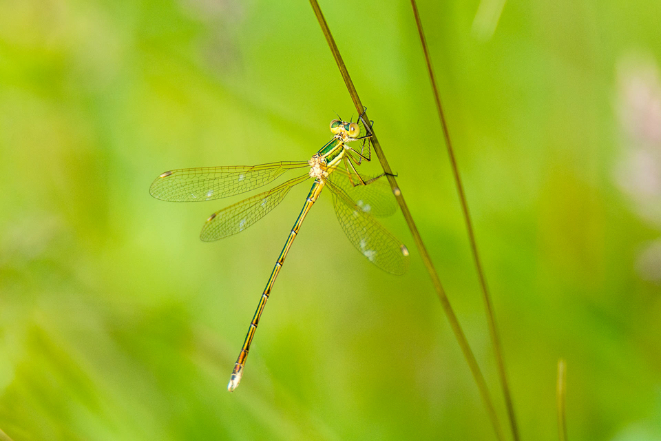 Migrant spreadwing