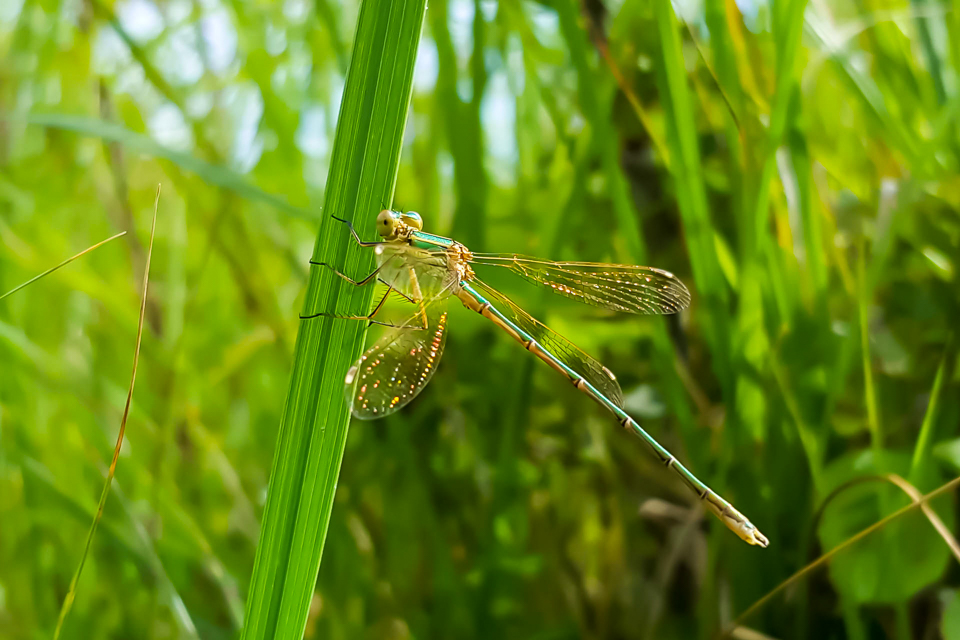 Migrant spreadwing