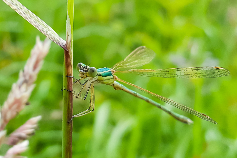 Migrant spreadwing