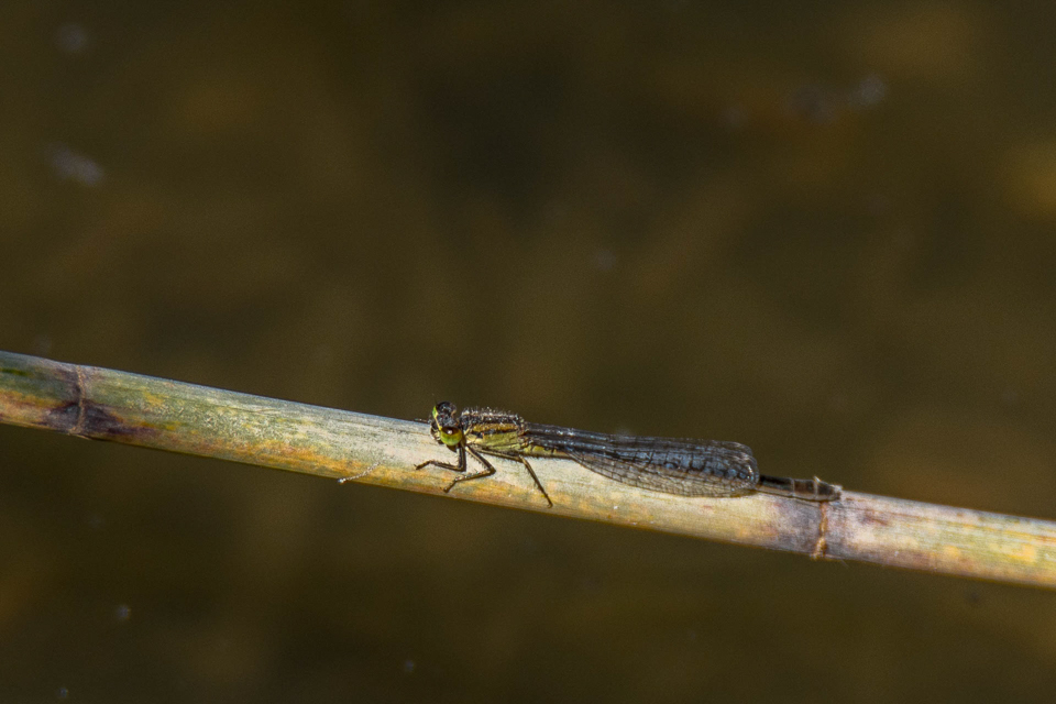 Iberisch lantaarntje