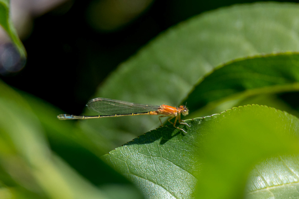 Iberisch lantaarntje