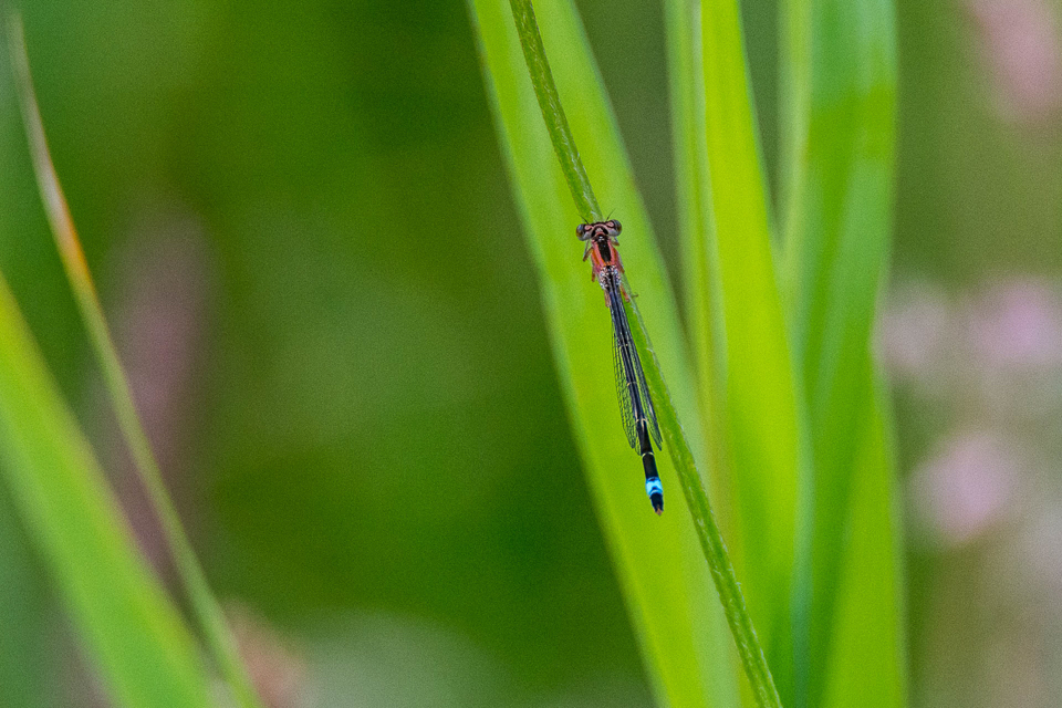 Blue-tailed damselfly