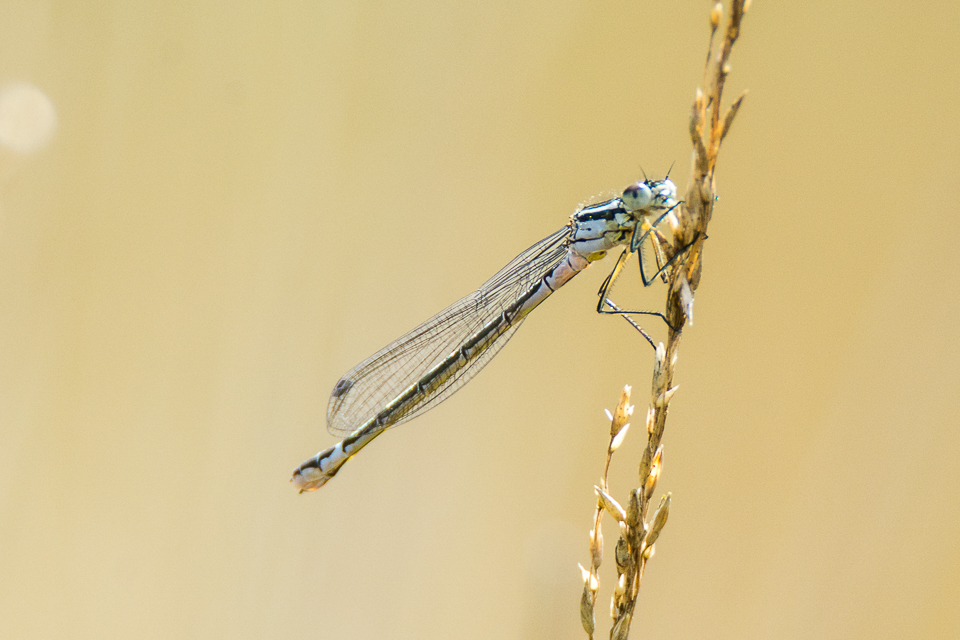 Crescent bluet