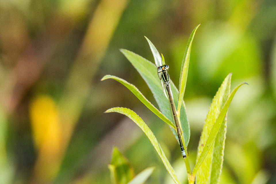 Ischnura pumilio - Tengere grasjuffer