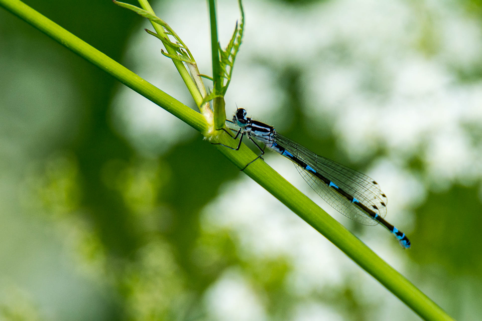 Variable damselfly