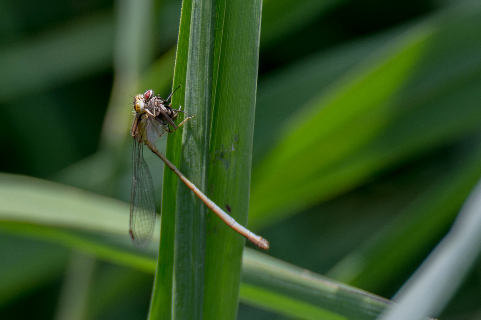 Common Blue Damselfly