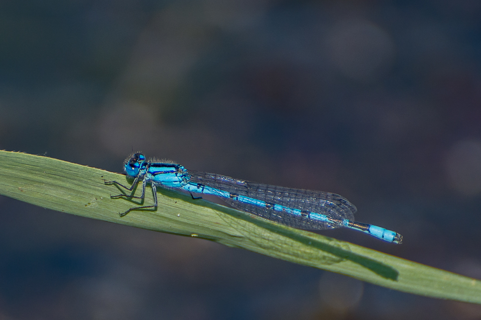 Common Blue Damselfly