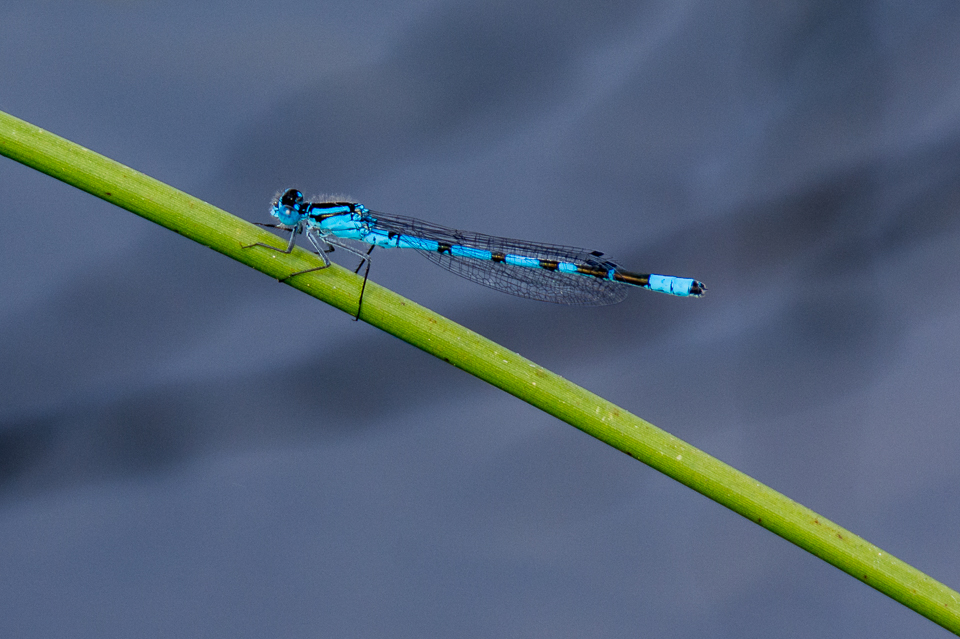 Common Blue Damselfly