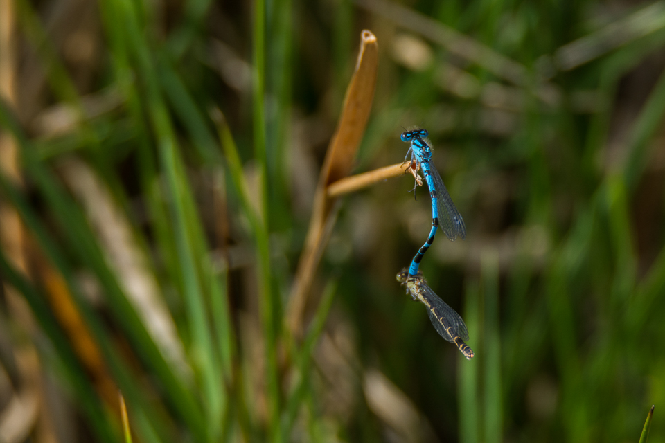 Common Blue Damselfly