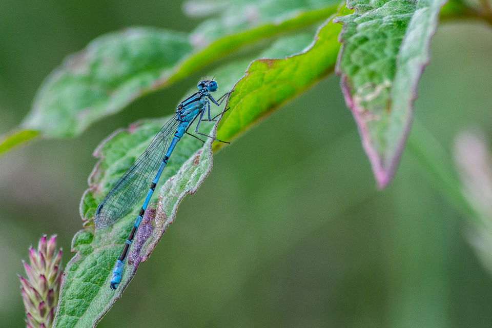 Common Blue Damselfly