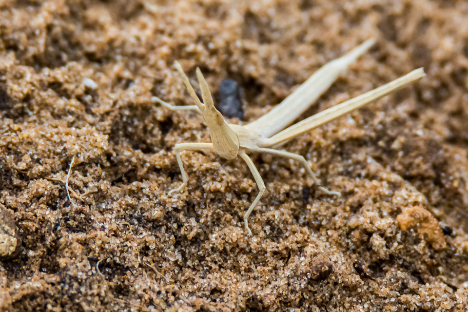 Acrida ungarica mediterranea