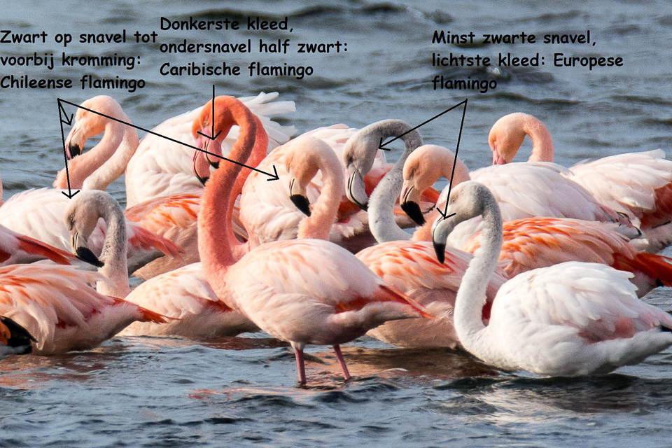 Phoenicopteridae - Flamingo's