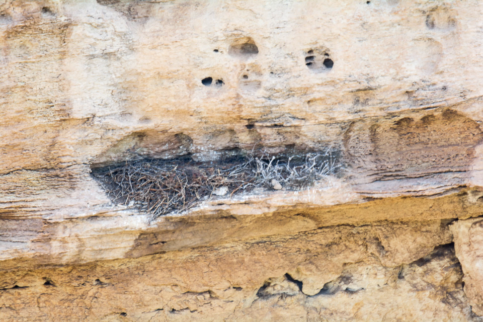 Nest