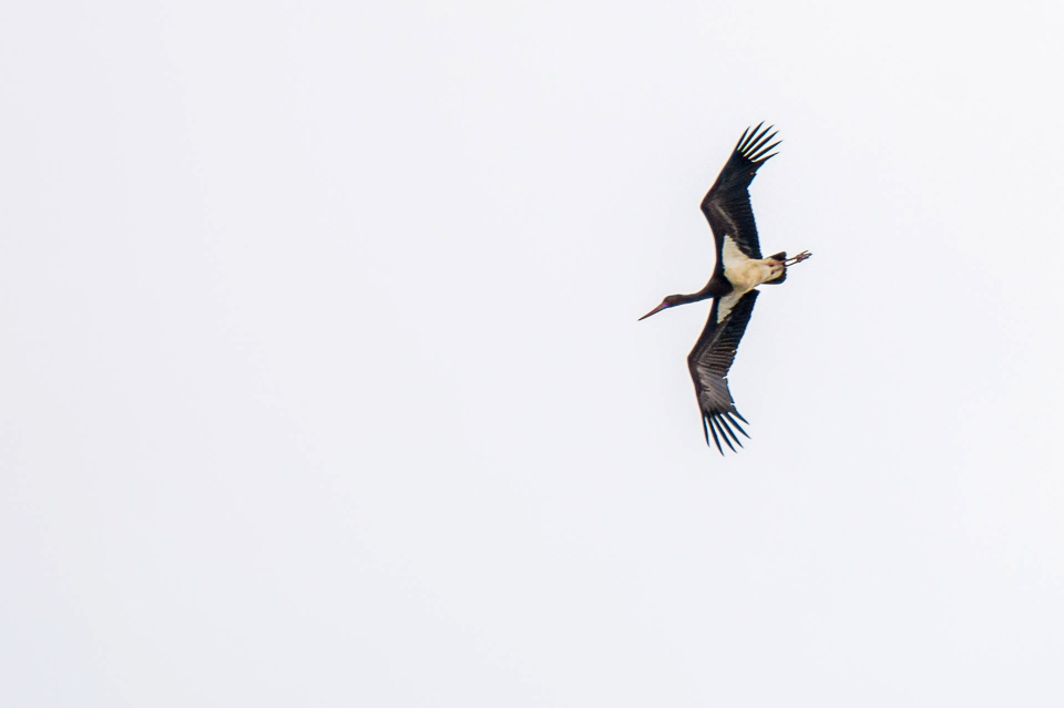 Ciconiiformes - Stork-like birds