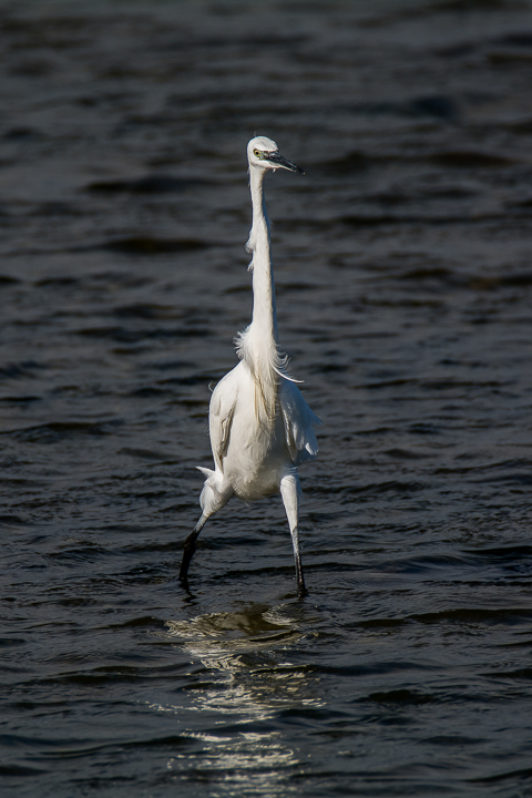 Kleine zilverreiger