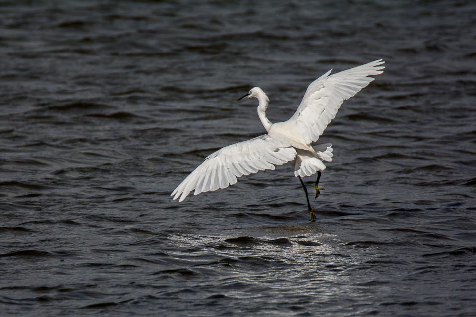 Kleine zilverreiger