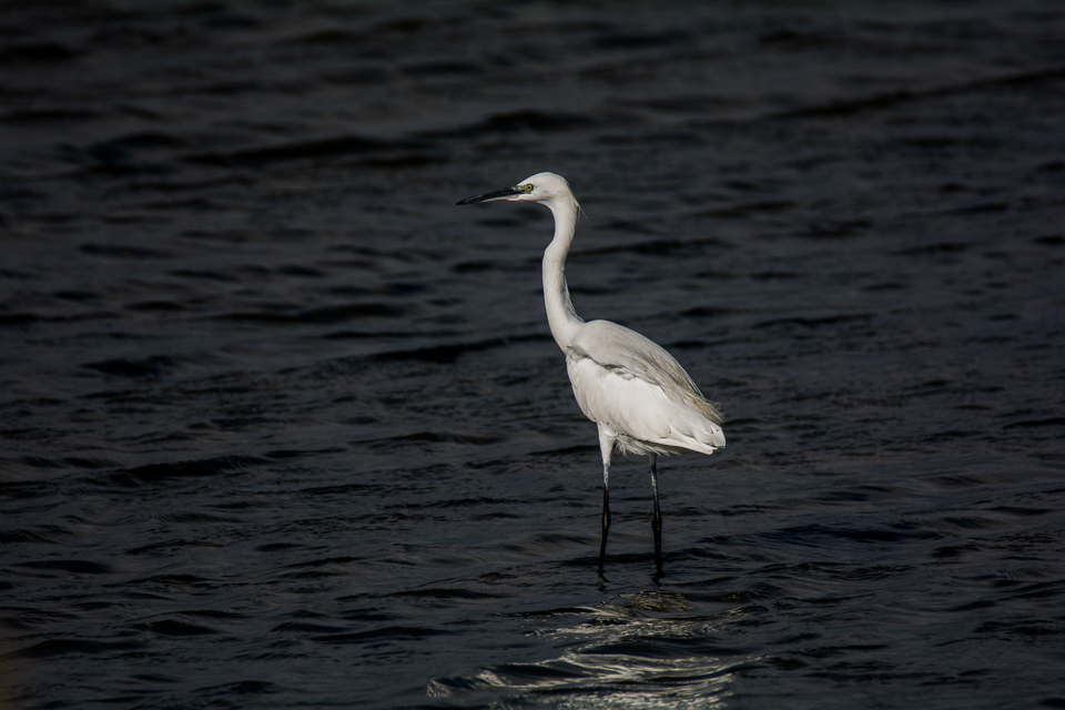 Kleine zilverreiger