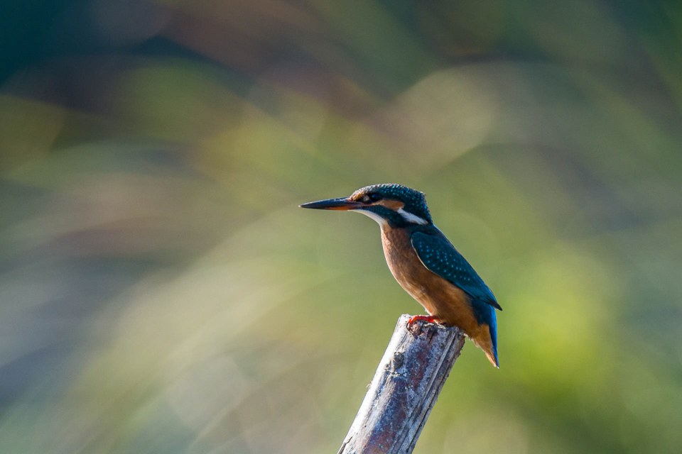 Coraciiformes - Bee-eaters, Kingfishers, Strollers and others