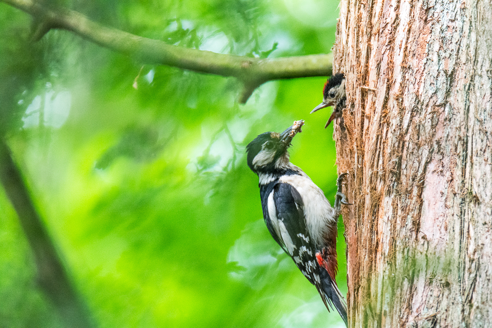 Moeder Grote bonte specht  met jong / Mother Great spotted woodpecker with juvenile