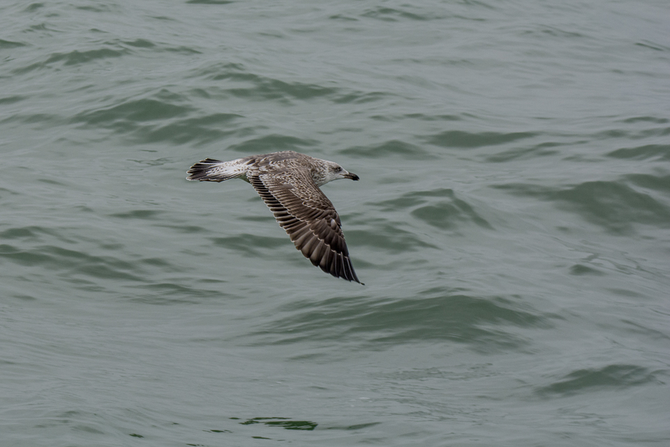 Scandinavische zilvermeeuw