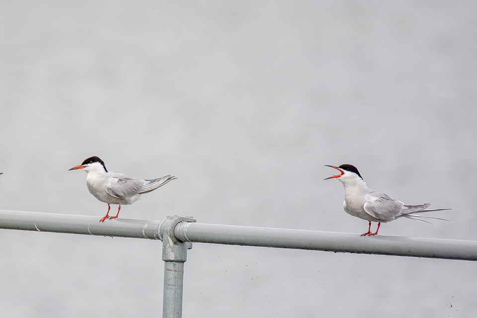 Sterna hirundo - Visdief