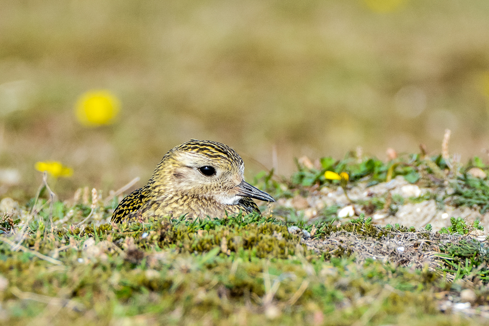 Pluvialis apricaria - Goudplevier