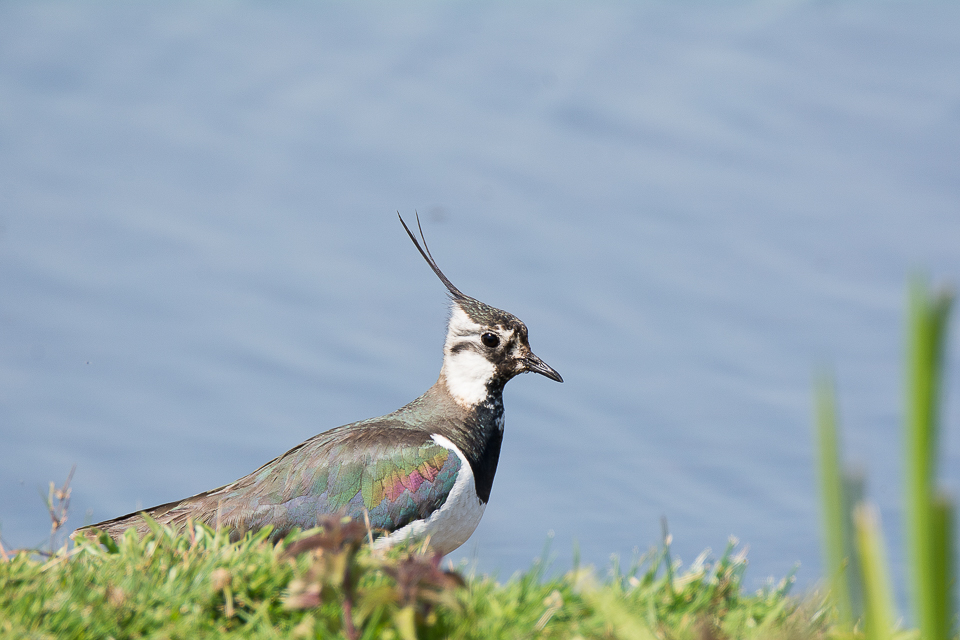 Vanellus vanellus - Kievit