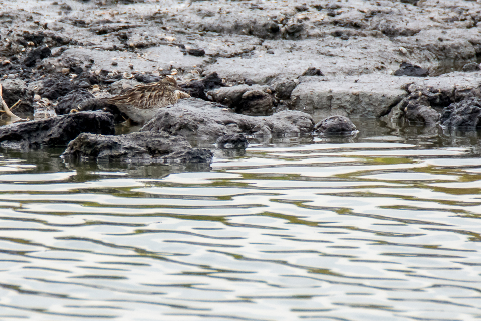 Siberische strandloper