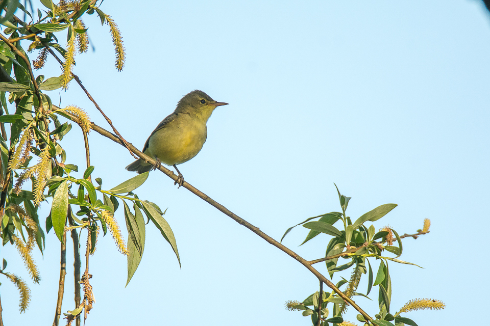 Spotvogel