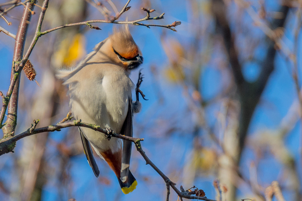 Pestvogel