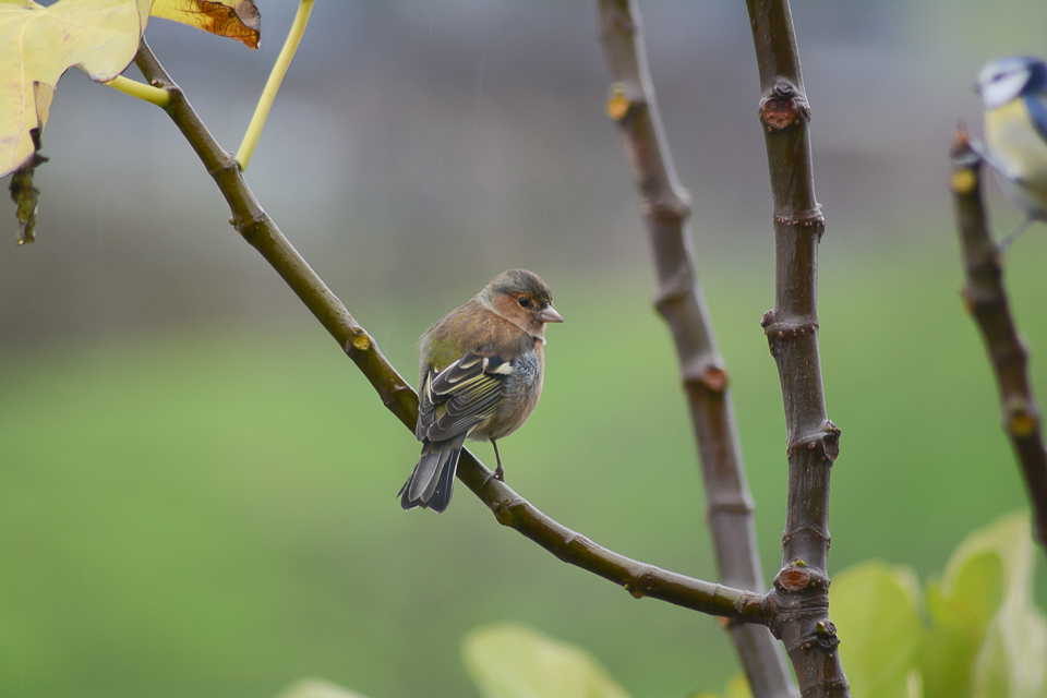 Vink