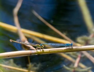 Erythromma lindenii - Kanaaljuffer