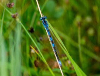 Coenagrion scitulum - Gaffelwaterjuffer