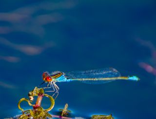 Erythromma viridulum - Kleine roodoogjuffer